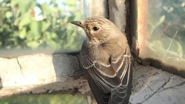 Pájaro marrón esperando — Vídeo de stock