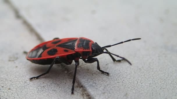 Bug vermelho com pontos pretos movendo suas antenas — Vídeo de Stock