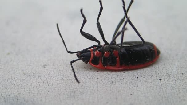 Червоний жук з чорними крапками намагається увімкнути ноги — стокове відео