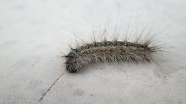 Kıllı caterpillar dönüm