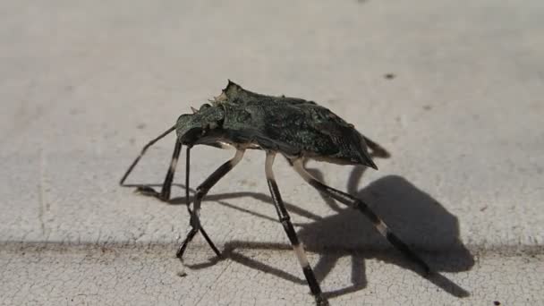 Bug schoonmaken zijn antennes — Stockvideo