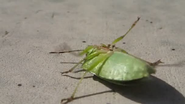 Escarabajo escudo verde tratando de encender sus piernas — Vídeos de Stock