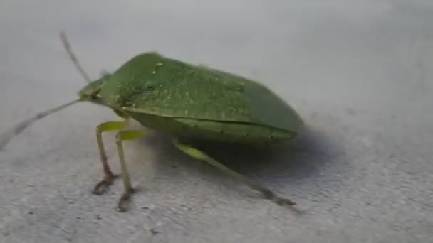 Scarabeo scudo verde che cammina e vola, cornice stretta — Video Stock