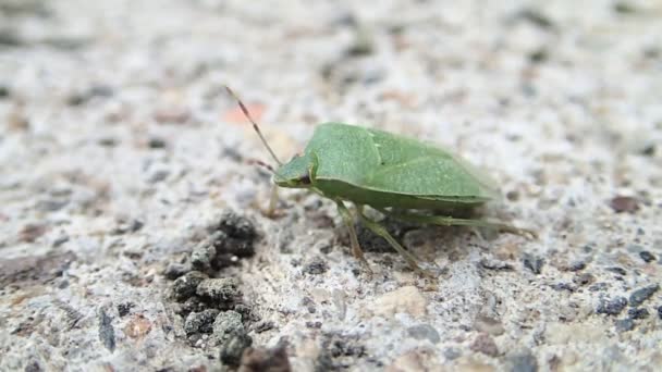 Groen schild bug draaien — Stockvideo