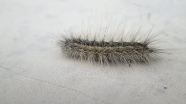 Kıllı caterpillar bırakarak