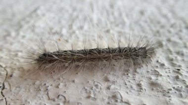 Kıllı caterpillar duvara hareket