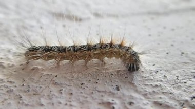 Kıllı caterpillar biraz hareketli