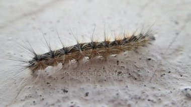 Bir duvara kıllı tırtıl