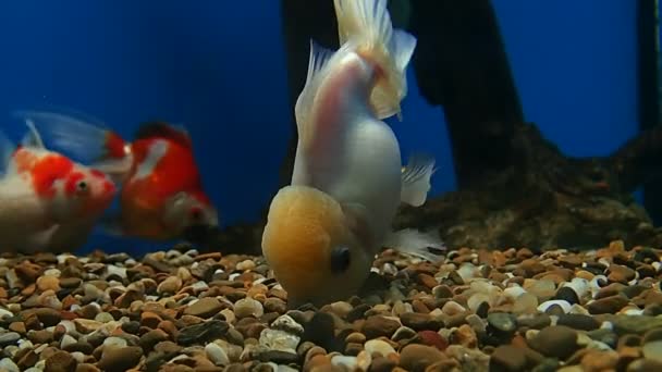 Peces dorados buscando comida — Vídeo de stock