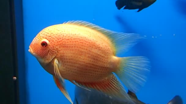 Růžový cichlid čekání — Stock video