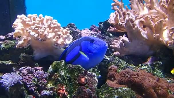 Blue reef fish beteewn rocks — Stok Video