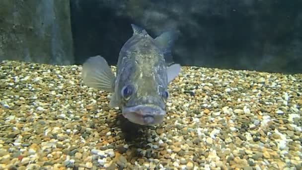 Zander wating en el agua — Vídeos de Stock