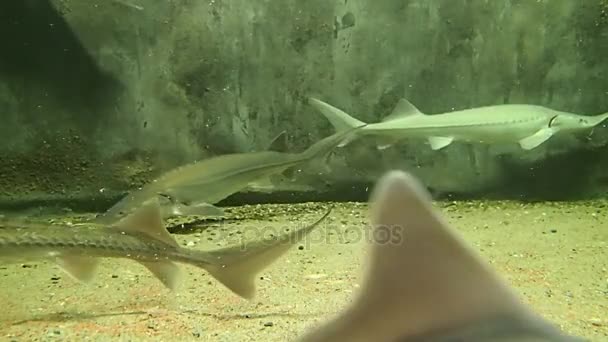 Esturiones siberianos nadando — Vídeos de Stock