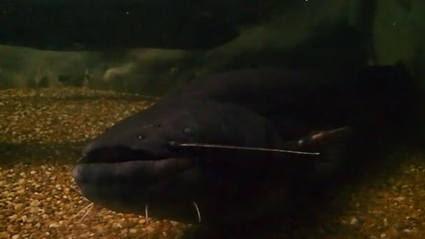 Τεράστια Ευρωπαϊκή ψάρια ενεργεί επιθετικά — Αρχείο Βίντεο