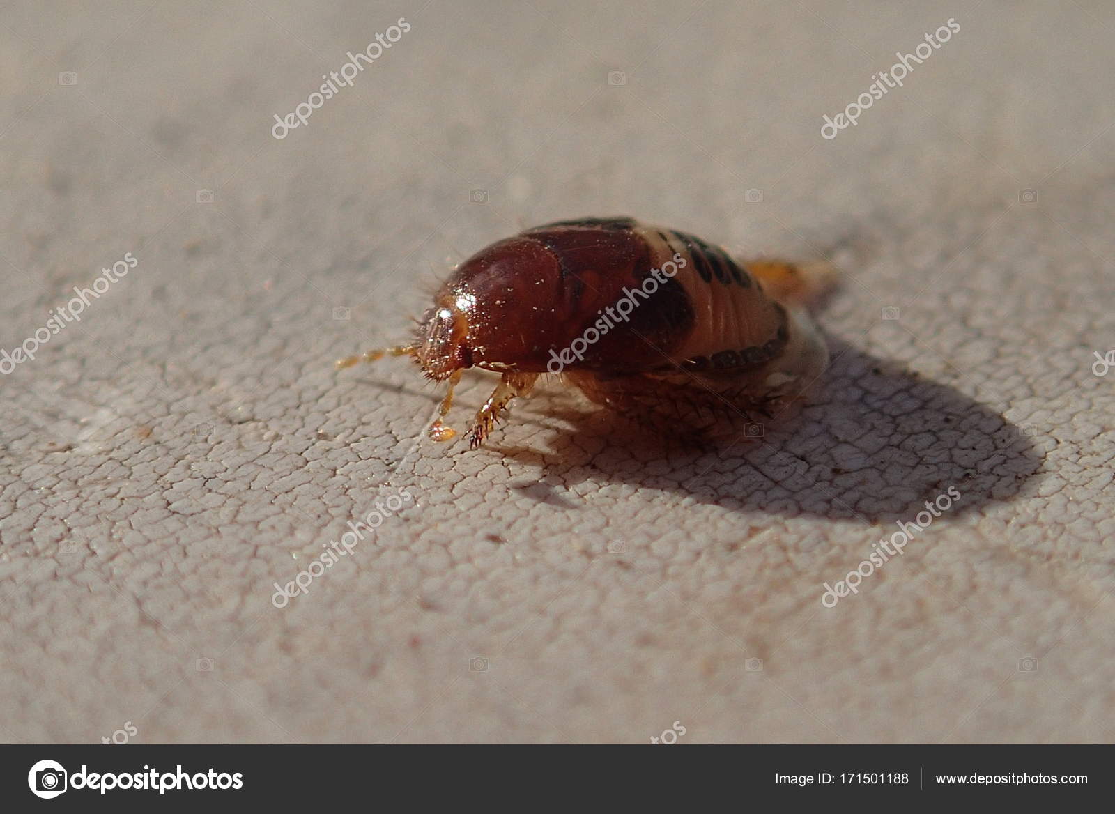foto de inseto larva