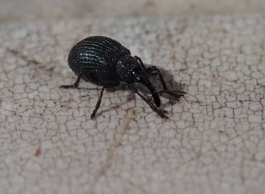 Siyah Weevil bekliyor