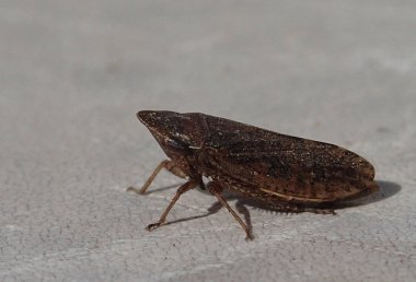 Kahverengi ağustosböceği bekliyor 