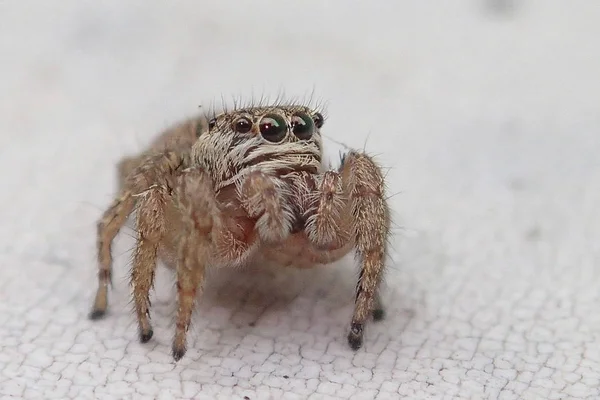 갈색 거미, 가까운 프레임 — 스톡 사진
