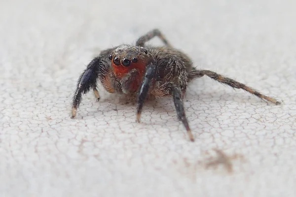Red face jumping spider waiting