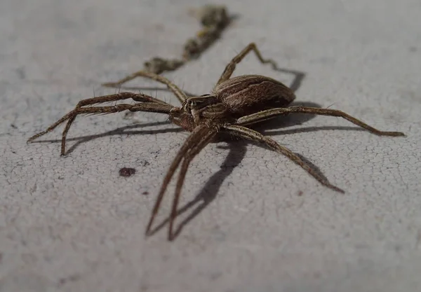 Dlouhé nohy hnědý pavouk — Stock fotografie