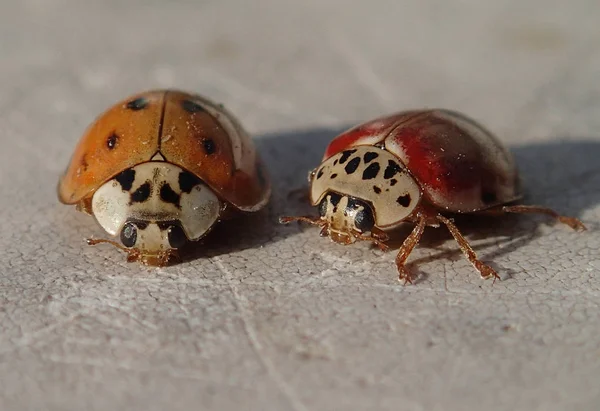 Due coccinelle rosse — Foto Stock