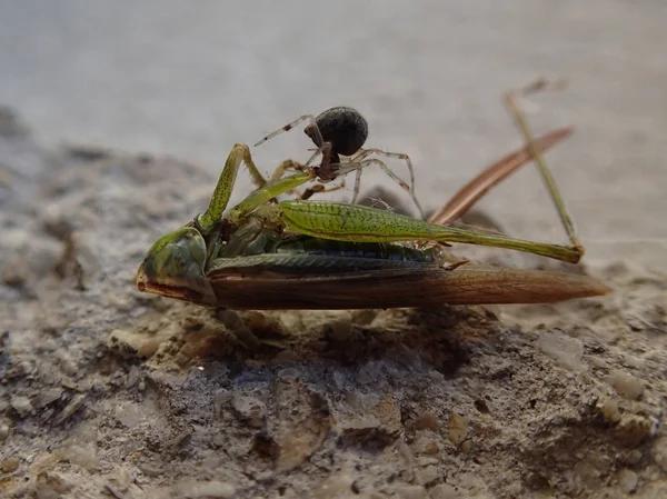 Piccolo ragno che mangia una locusta — Foto Stock