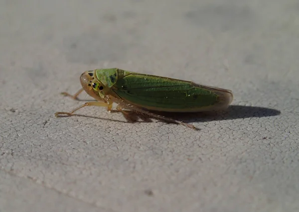 Зелений cicada очікування — стокове фото