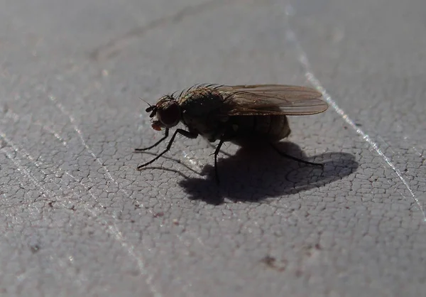 Volar sobre una mesa — Foto de Stock