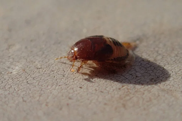 Larva de insecto marrón — Foto de Stock