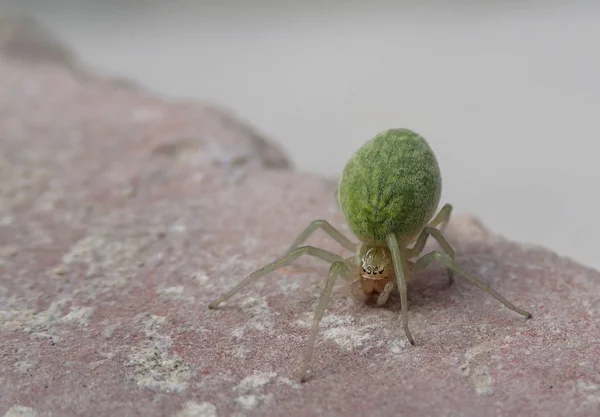 Pequena aranha verde — Fotografia de Stock