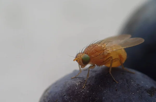 Orange fly on a grape alone — Stock Photo, Image