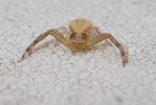 Aranha de caranguejo amarela — Fotografia de Stock