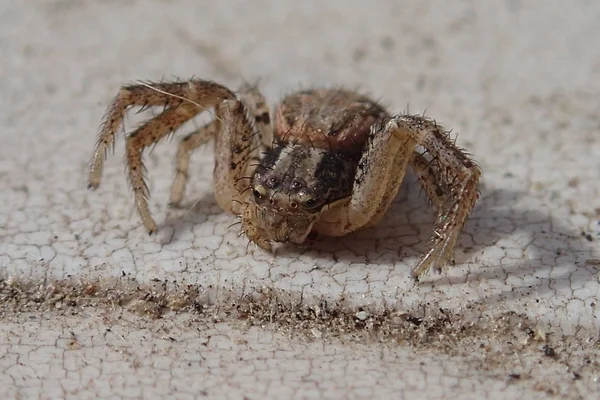 Aranha de caranguejo marrom — Fotografia de Stock