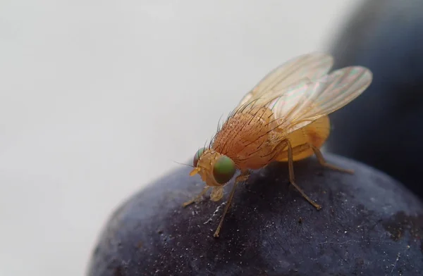 Помаранчева муха на винограді — стокове фото