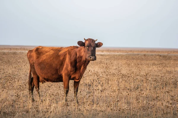 Корова и теленок в деревенском чертополоха feild настройки Австралии — стоковое фото