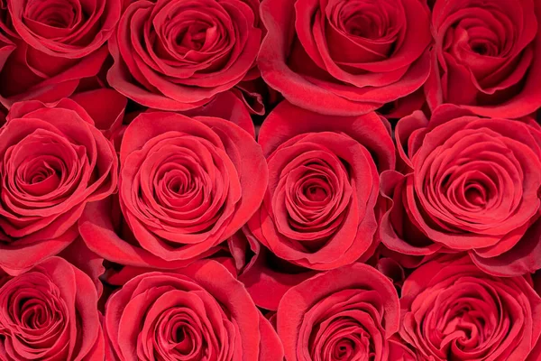Fond Rose Rouge Naturel Images De Stock Libres De Droits