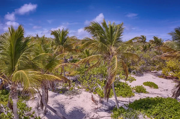 카리브해의 그랜드 터크 해변에 있는 야자나무들 — 스톡 사진