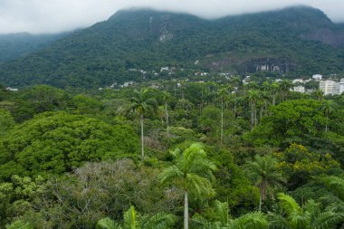 Rio de Janeiro Brezilya 'daki kentsel ormanın hava görüntüsü