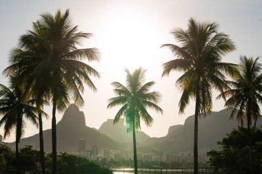 Rio de Janeiro 'daki Lagoa' da arka planda Dois Irmaos ile güzel palmiye ağaçları görüntüsü.