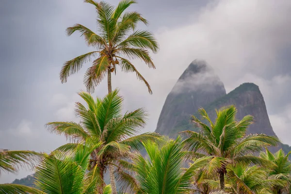 Rio de Janeiro 'da ikonik Dois Irmaos ile güzel palmiye resimleri.