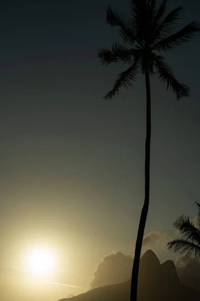 Osamělá Palma Pláži Ipanema Rio Janeiro Brazílie — Stock fotografie