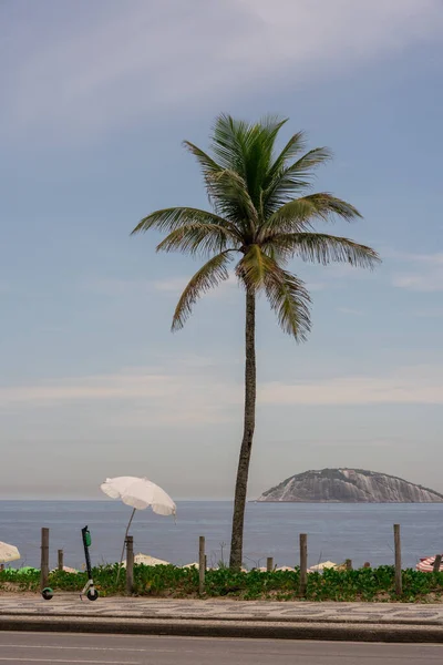 Palmeira Solitária Praia Ipanema Rio Janeiro Brasil — Fotografia de Stock