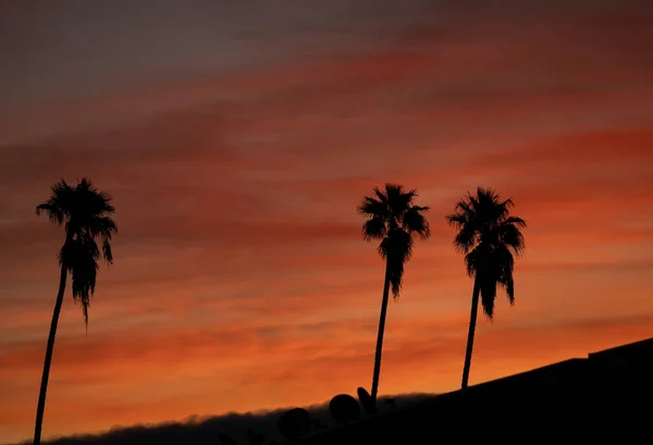 カリフォルニア州の日の出時のヤシの木のシルエット — ストック写真