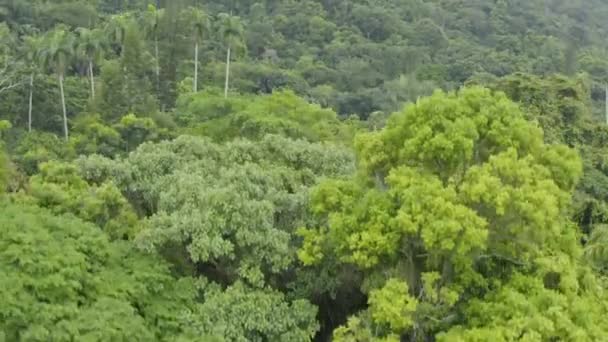 Drone Ripresa Aerea Una Giungla Urbana Rio Janeiro Brasile — Video Stock