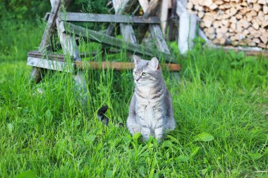 Yeşil gözlü gri tekir kedi çimlerin üzerinde dinleniyor.