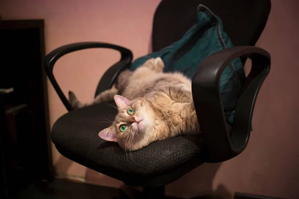 Gris Gato Tabby Con Ojos Verdes Descansando Una Silla Una —  Fotos de Stock