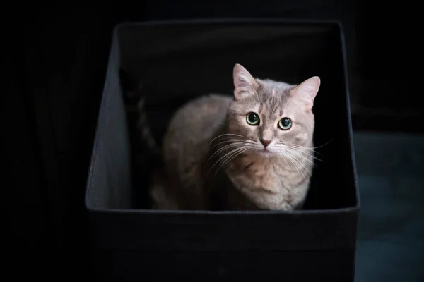 Graue Gestromte Katze Sitzt Schwarzer Box — Stockfoto