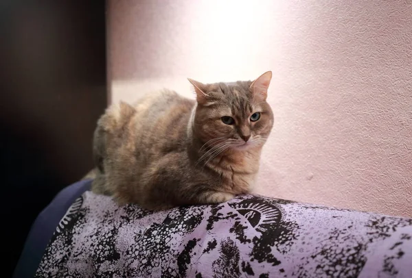 一只灰色的 长着绿眼睛的胖胖的猫坐在沙发后面 — 图库照片