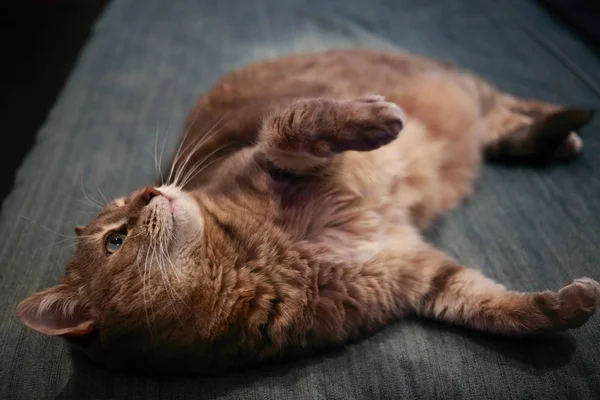 Graue Gestromte Katze Mit Grünen Augen Ruht Auf Einer Couch — Stockfoto