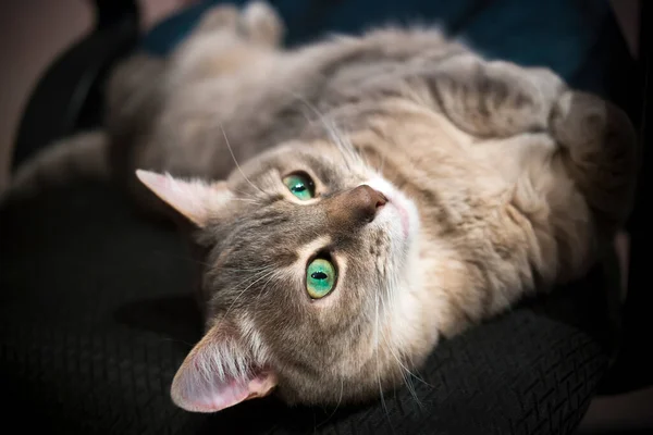 Gatto Tabby Grigio Con Gli Occhi Verdi Appoggiati Una Sedia — Foto Stock